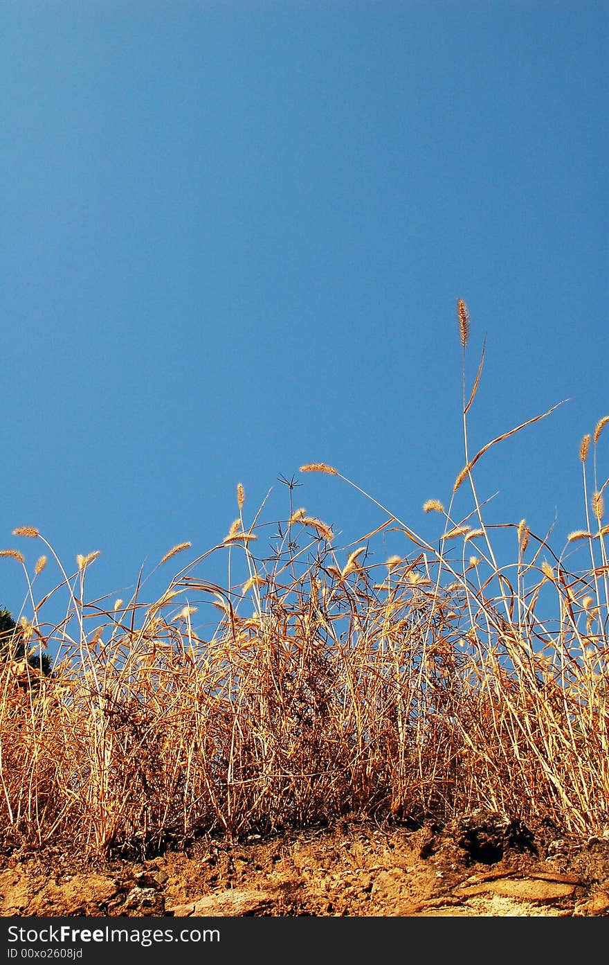 Yellow grass against blue sky in autumn. Yellow grass against blue sky in autumn.