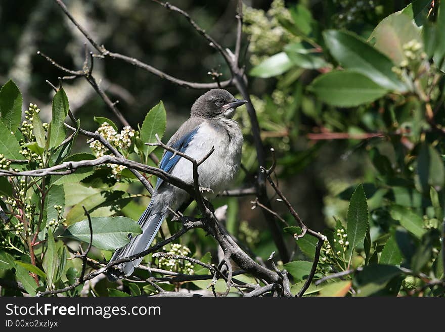 Bluejay