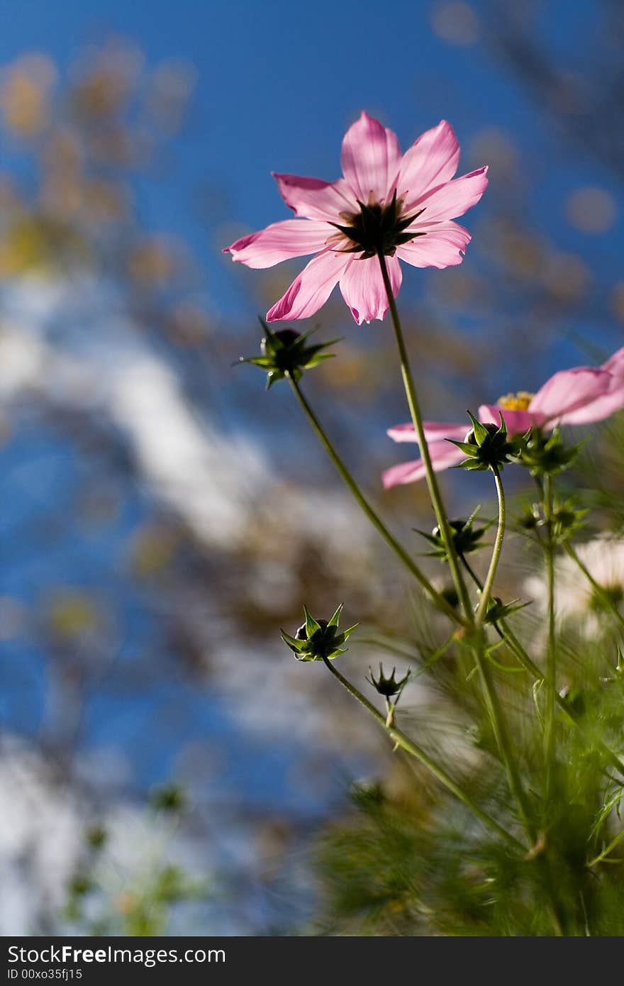 This is the flowers of plateau. This is the flowers of plateau