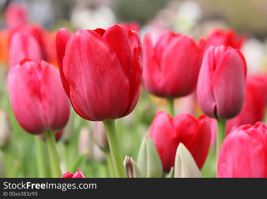 The tulip garden during flower festival in Tokyo. The tulip garden during flower festival in Tokyo