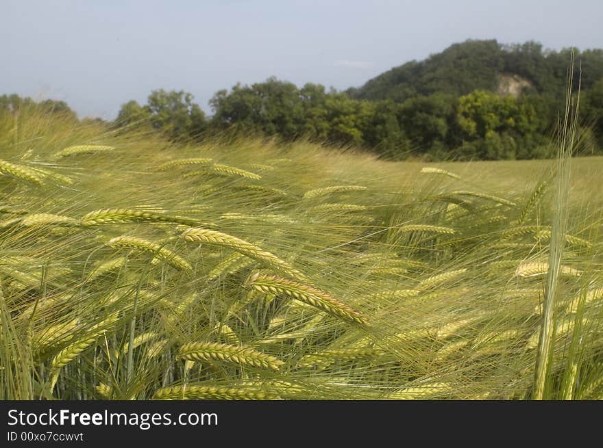 Wind over oat field