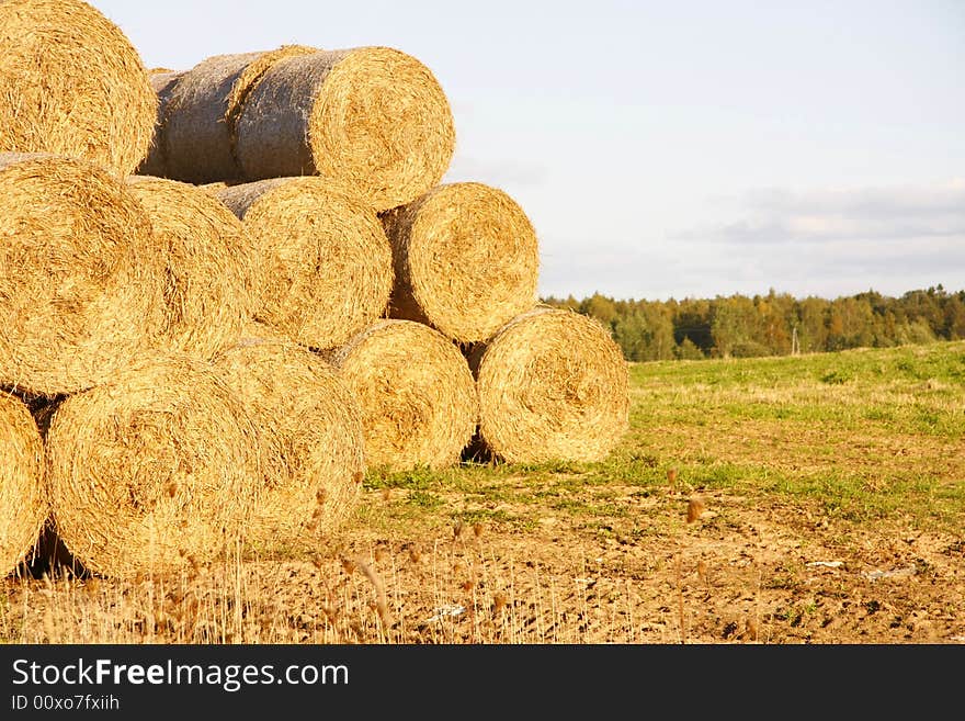 Many hayricks on the field