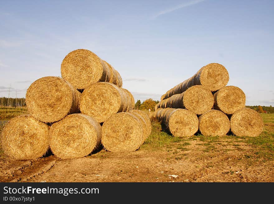 Many hayricks on the field