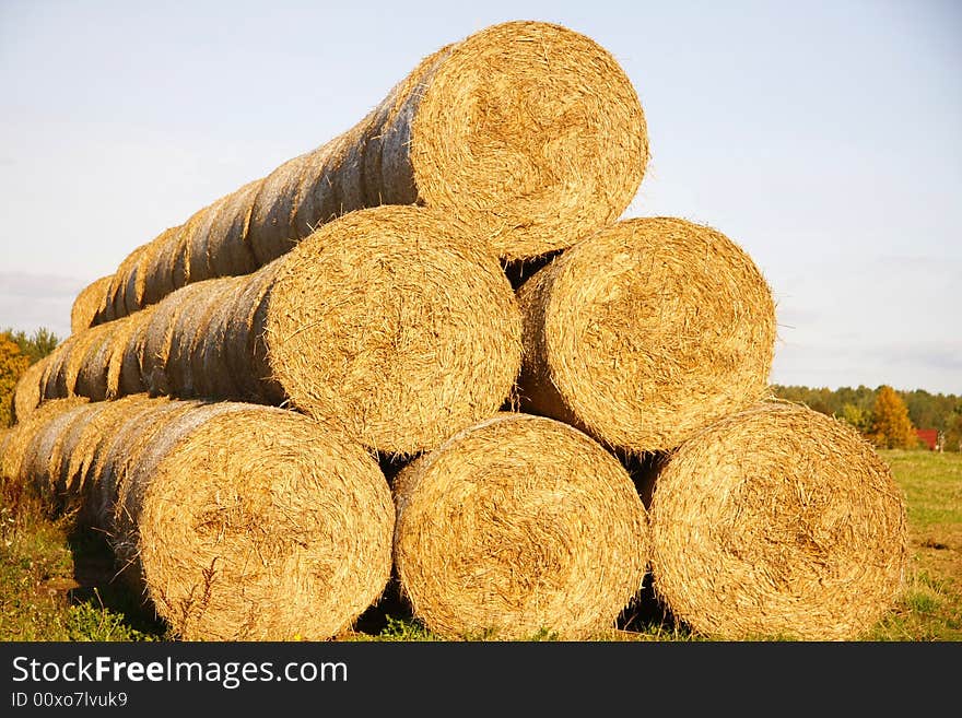 Many hayricks on the field