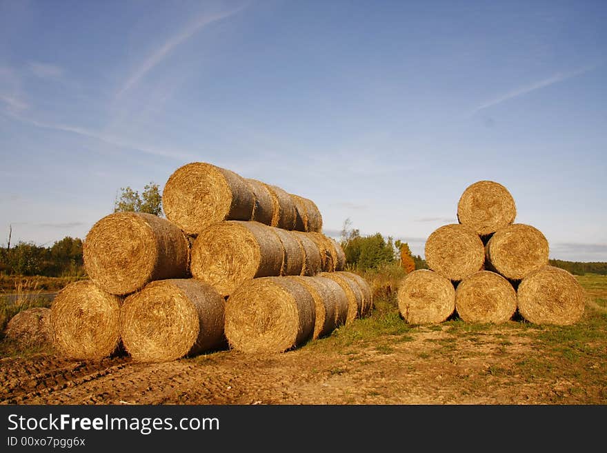 Many hayricks on the field