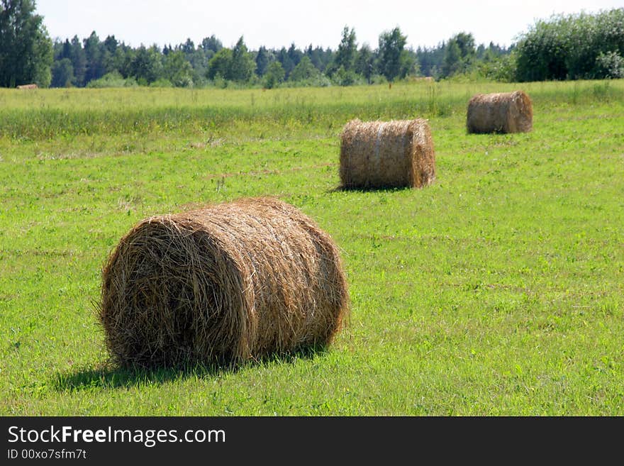 Many hayricks on the field