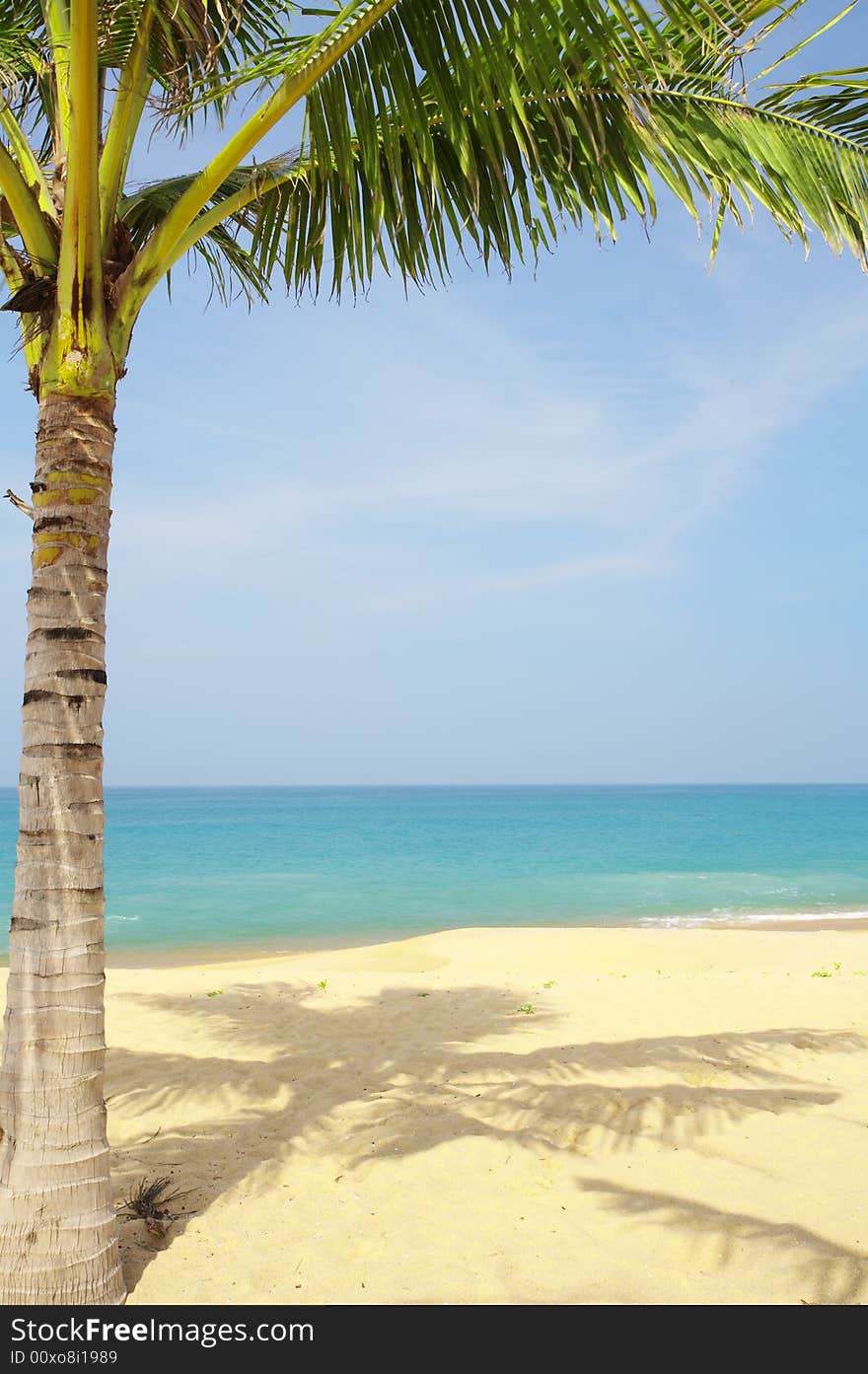 View of nice tropical empty sandy beach with some palm. View of nice tropical empty sandy beach with some palm