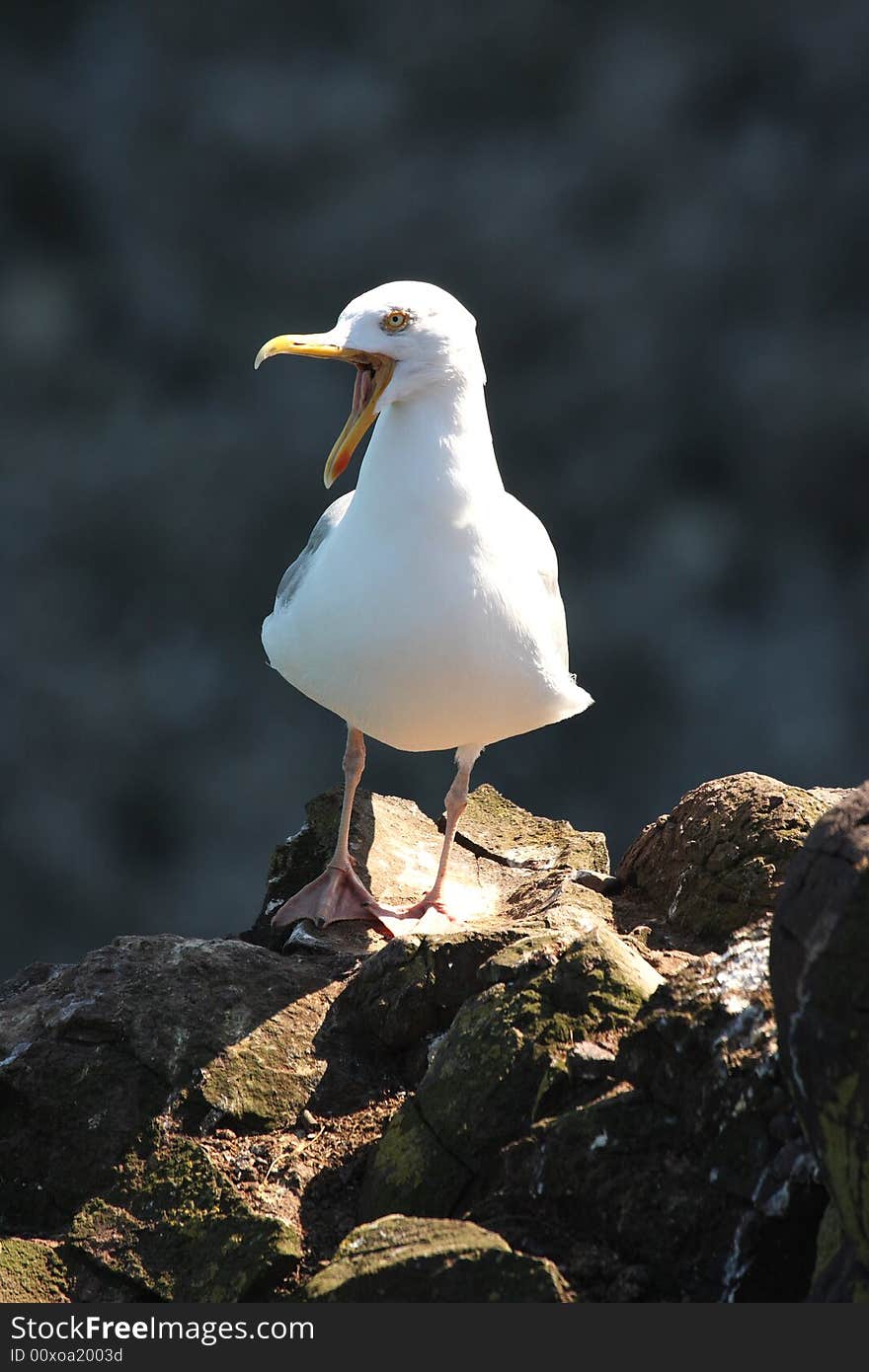 Squawking Fulmar