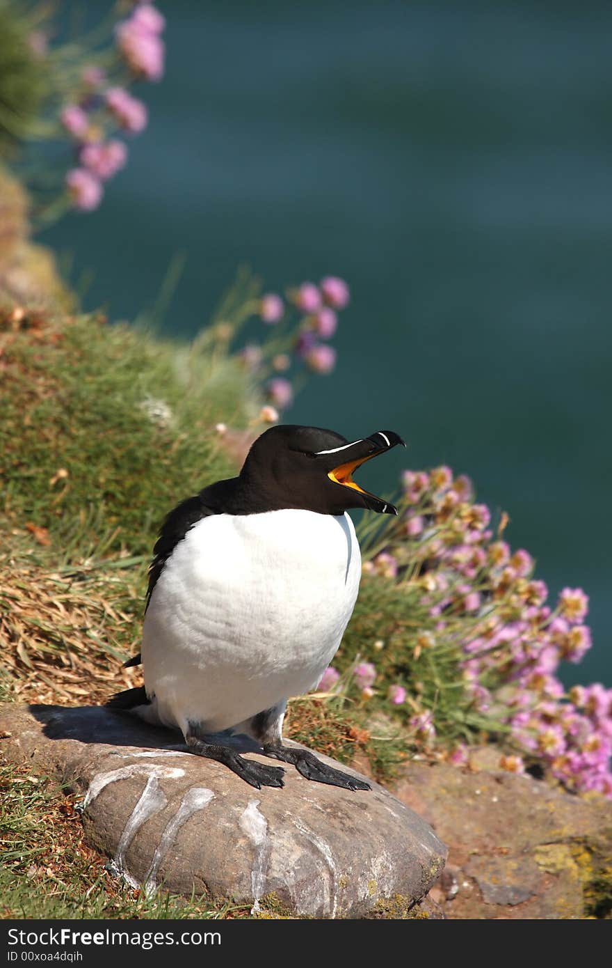 Razorbill at Fowlsheugh Bird Reserve, Aberdeen