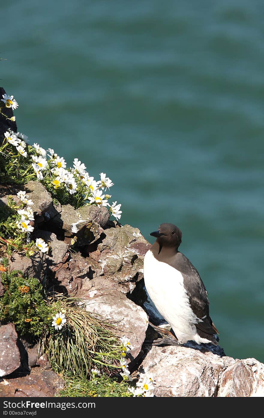 Guillemot