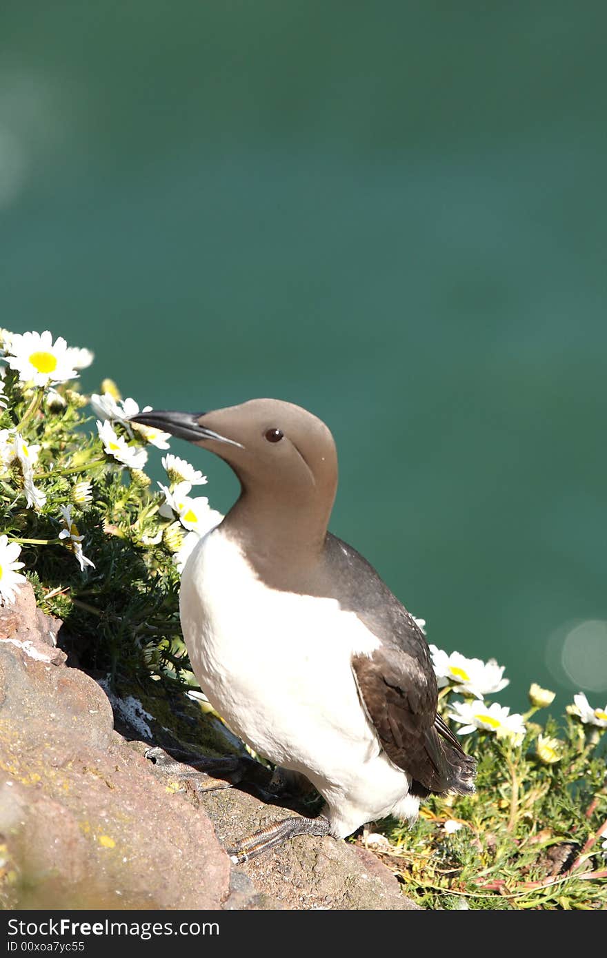 Guillemot