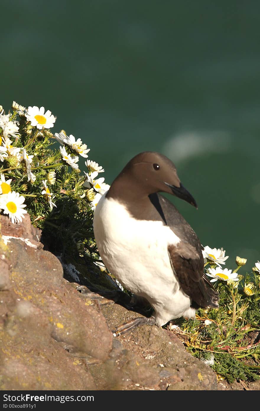 Guillemot