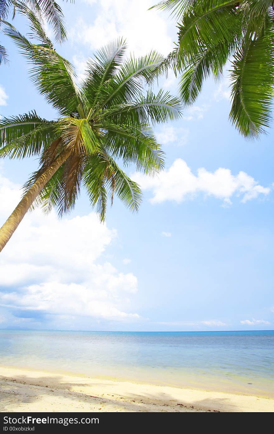 View of nice tropical empty sandy beach with some palm. View of nice tropical empty sandy beach with some palm