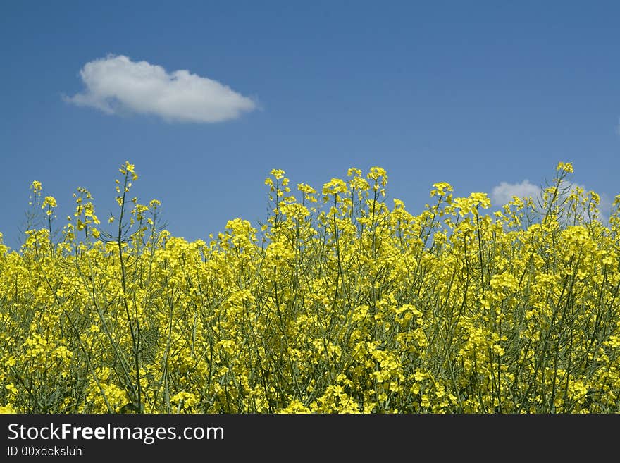 Rapeseed Field In Bloom