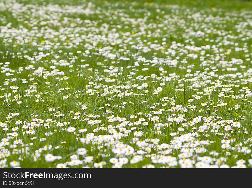 Field with daises - shallow field of depth