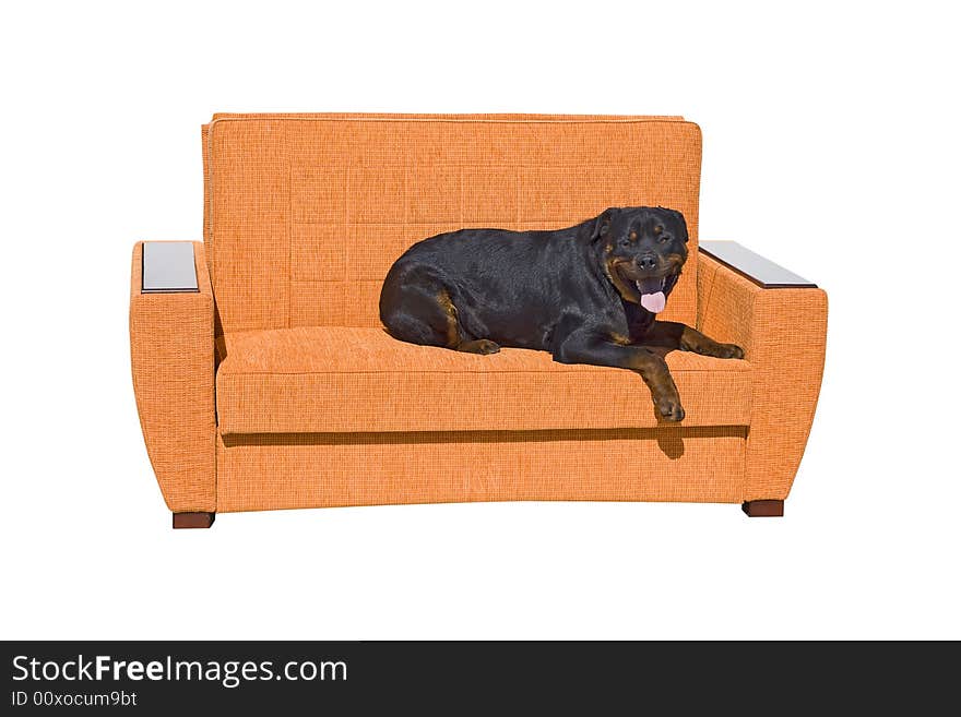 Black dog seating on the sofa. Isolated on a white background