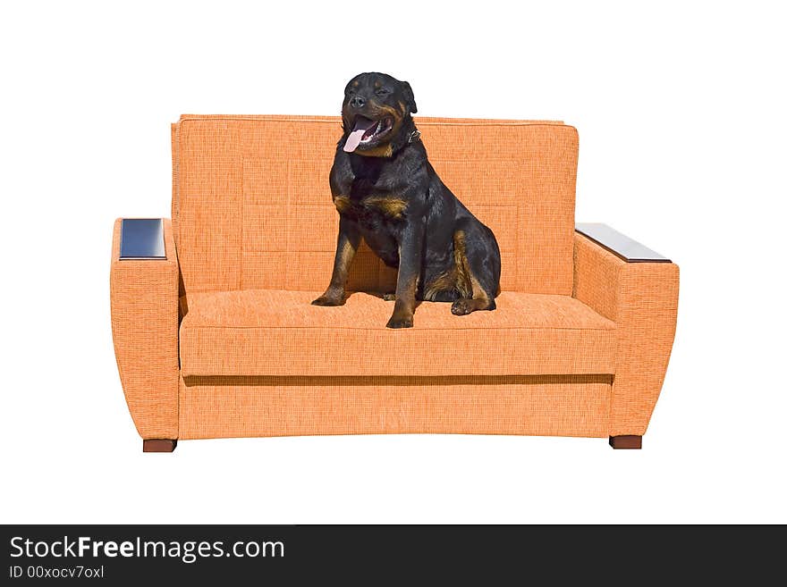 Black dog seating on the sofa. Isolated on a white background