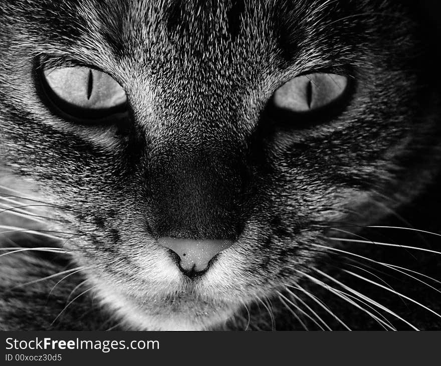 Eyes of a cat black and white