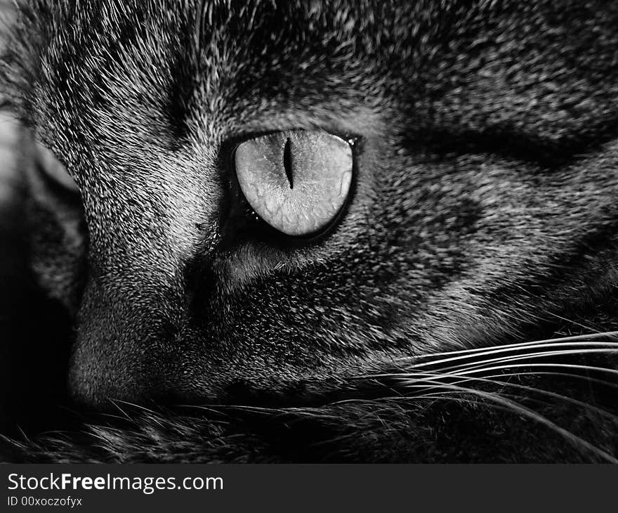 Eye of a cat black and white