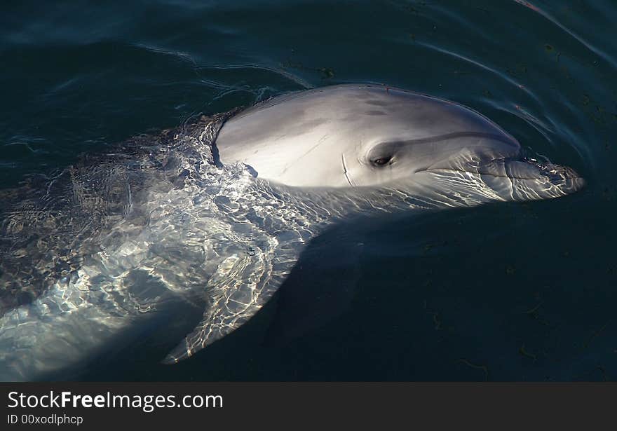 Trained dolphin on Black sea.