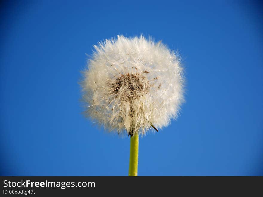 Dandelion