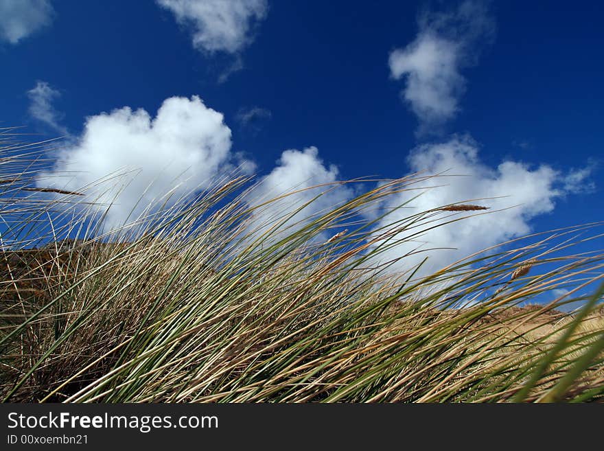 Dune grass blue sky and white cumulus