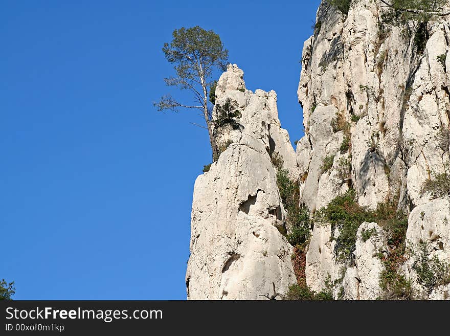 Mediterranean pine trees growing on rocky limestone cliffs. Mediterranean pine trees growing on rocky limestone cliffs