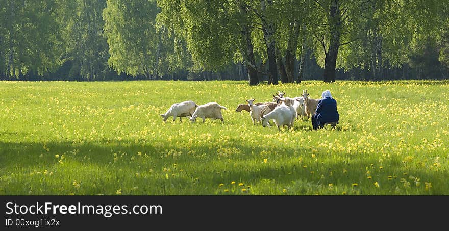 Spring landscape - goat on the meadow