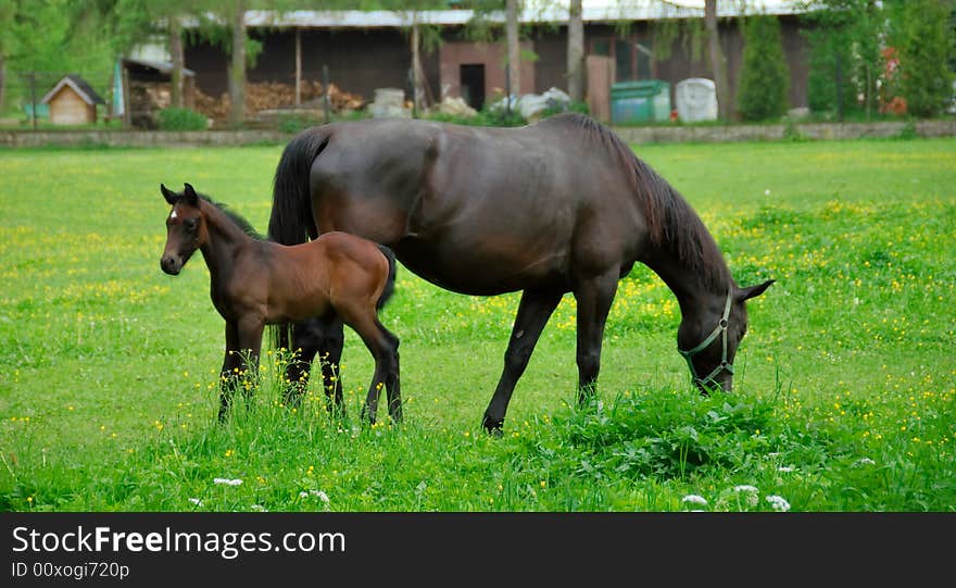 Baby horse with its mother eating green grass. Baby horse with its mother eating green grass