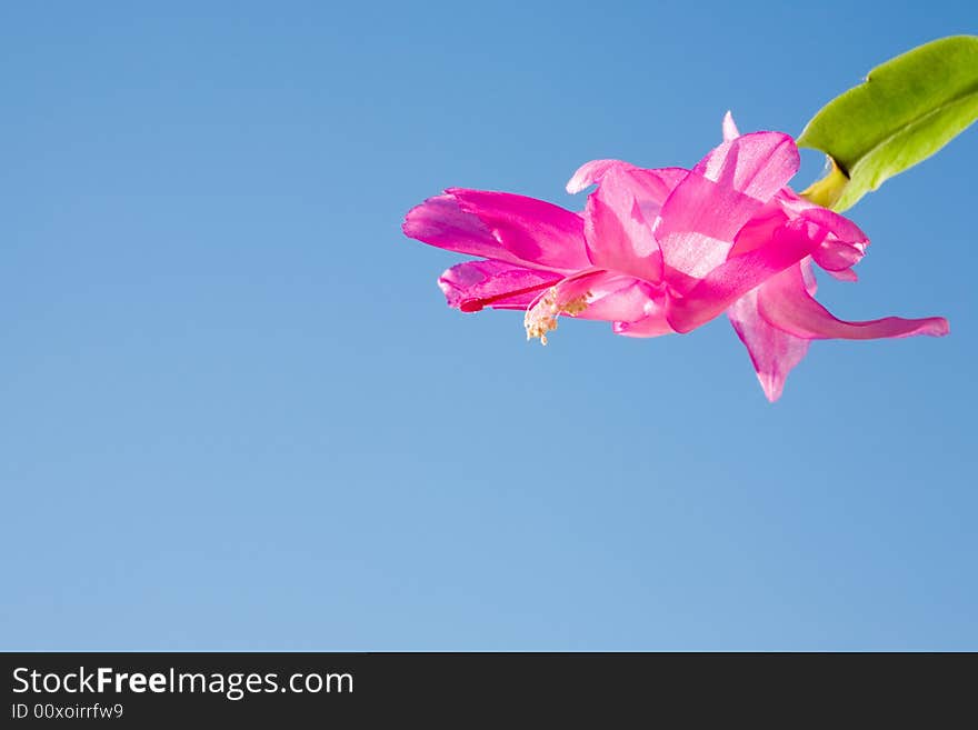 Schlumbergera truncata viewed against a clear blue sky. Schlumbergera truncata viewed against a clear blue sky.