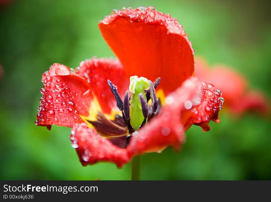 Macro shot of an open tulip with drops