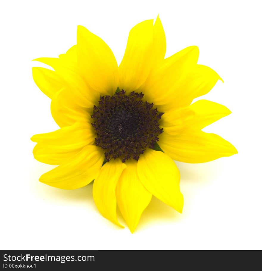 Yellow sunflower on white background