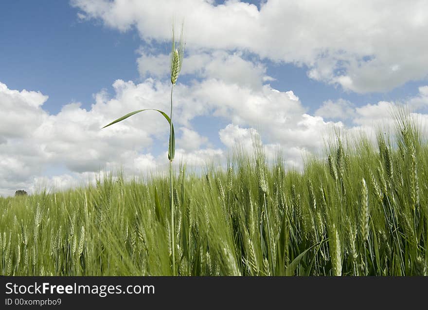 Wheat Field