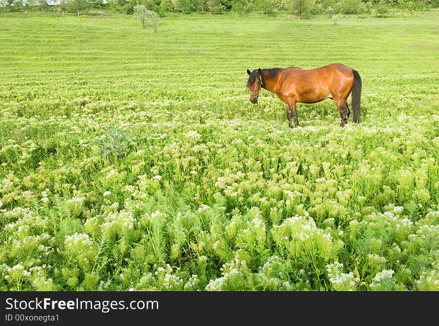 Rural landscape with perfect green grass and horse. Rural landscape with perfect green grass and horse