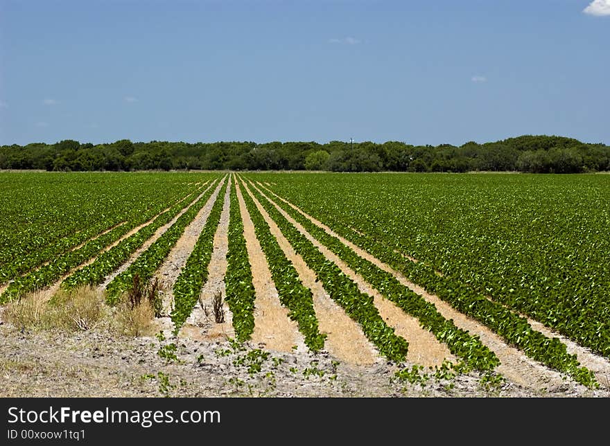 A field of soybeans with a few rows as the focus. A field of soybeans with a few rows as the focus.
