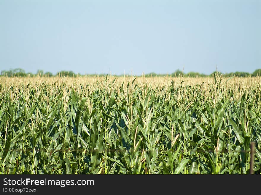 Corn Field