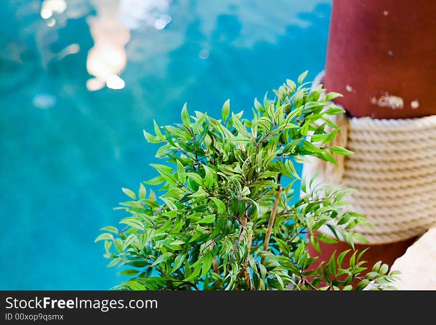 Potted tree at the swimming pool