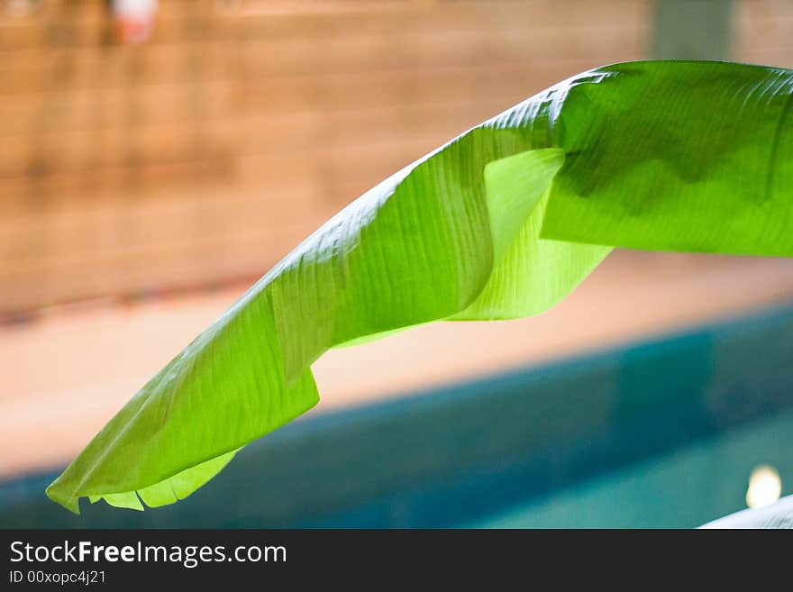 Palm tree at swimming pool