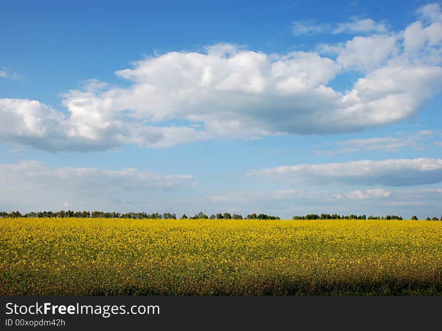 Yellow field and blue sky