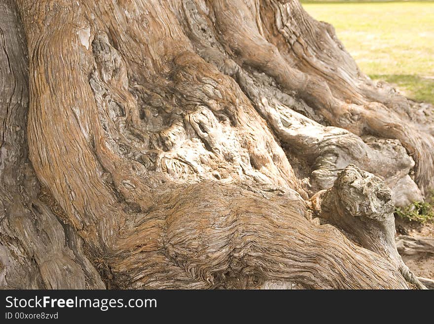 Trunk and roots of an ancient oak tree on the coast. Trunk and roots of an ancient oak tree on the coast