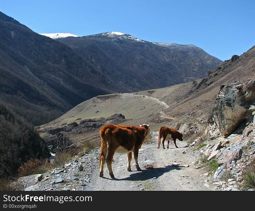 Group of cows in altai mountains. Group of cows in altai mountains