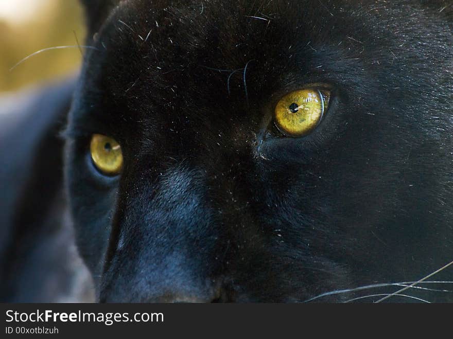 Close-up of a beautiful black panther