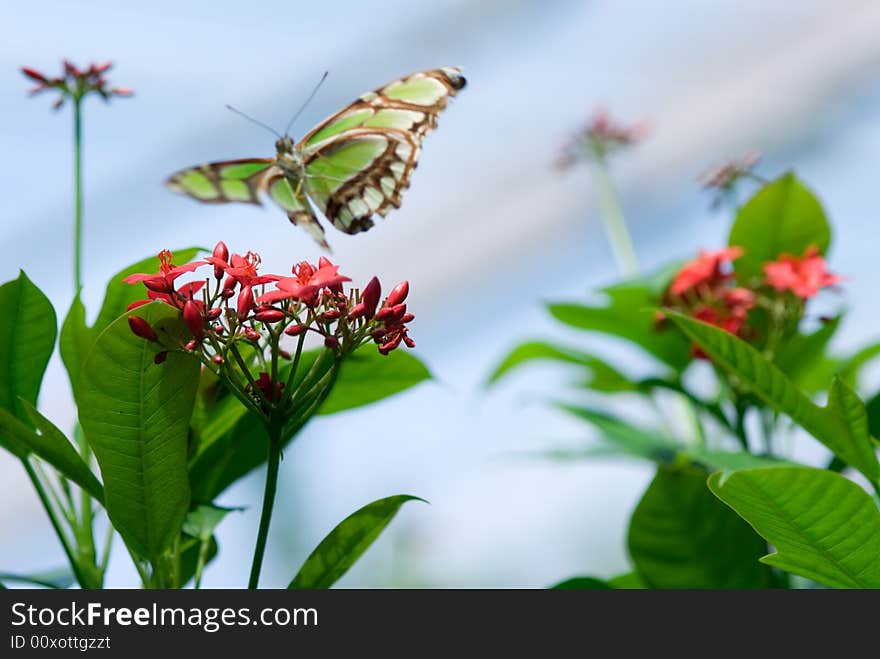 Flowers and a butterfly in spring  (only flower in focus!). Flowers and a butterfly in spring  (only flower in focus!)