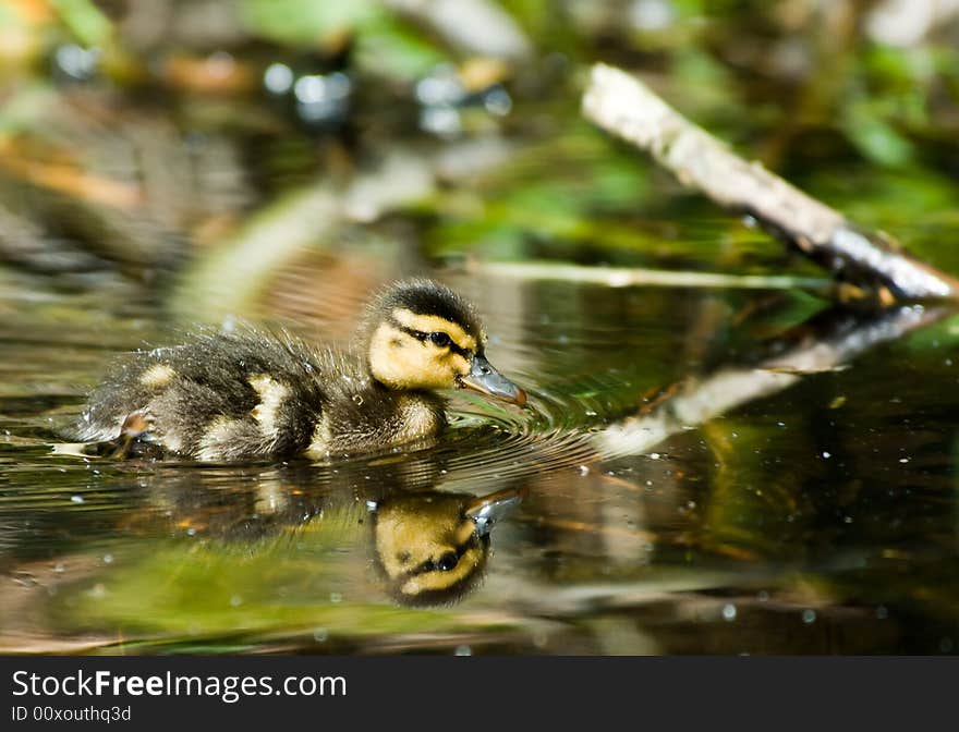 Cute duckling in spring