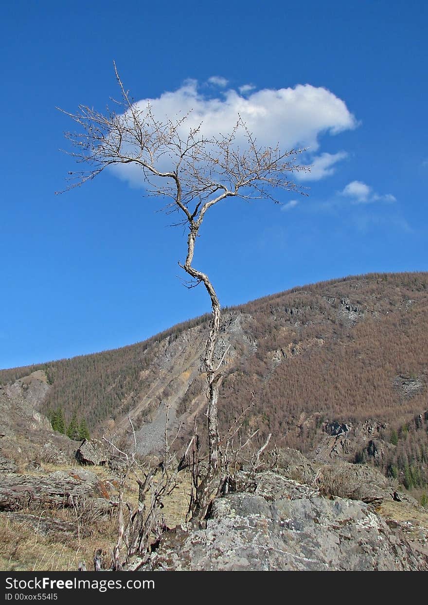 Cloud Tree