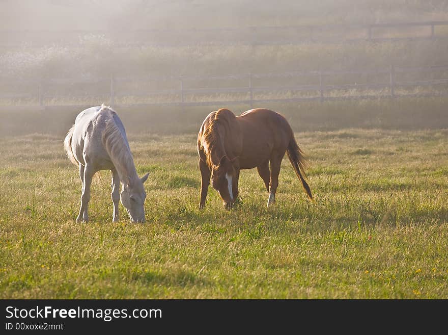 White and chestnut horses in fog