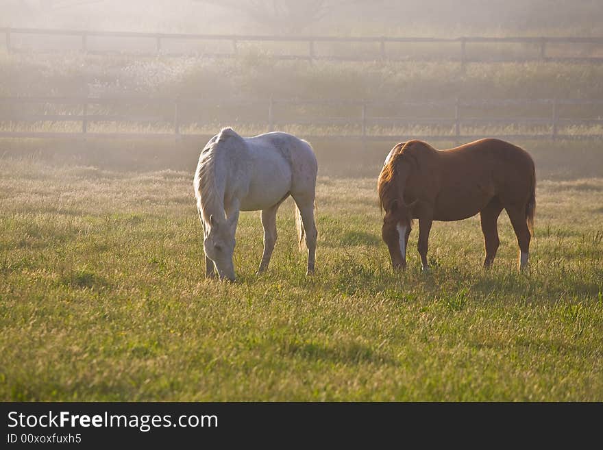 Horses In Fog