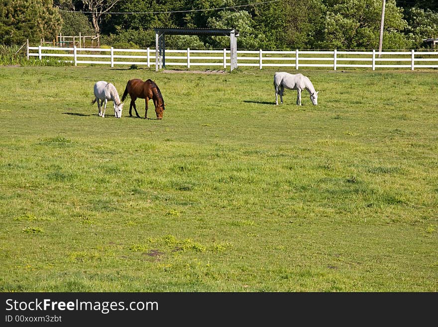 Horses On The Farm