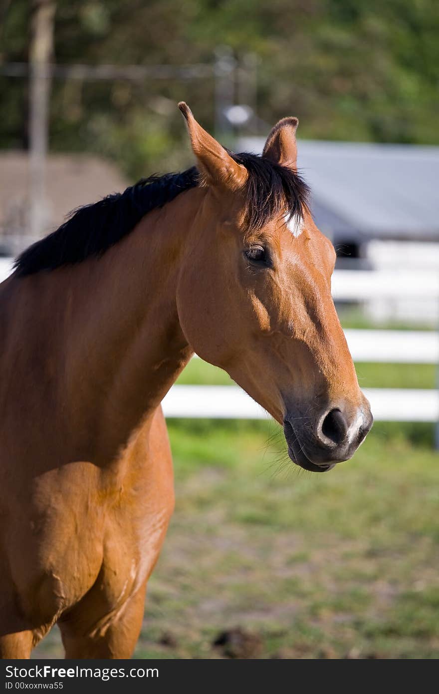 Chestnut horse