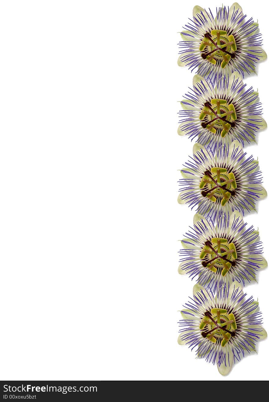 Vertical arrangement of Passiflora flowers. Vertical arrangement of Passiflora flowers